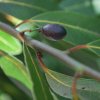 Laurus nobilis
